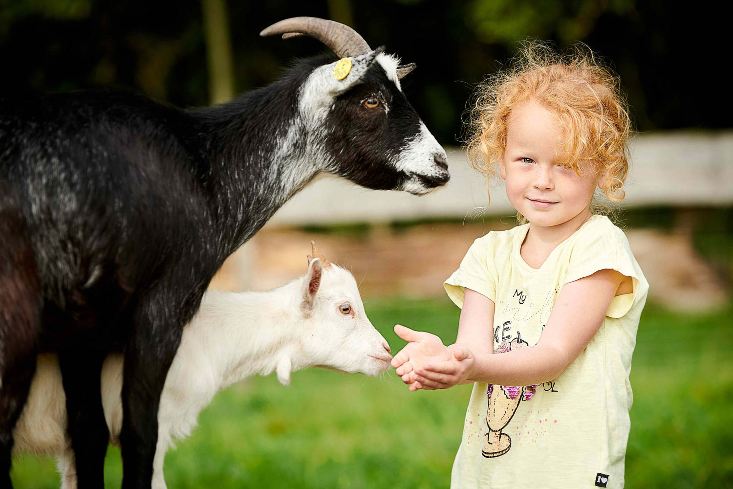 A little girl is “talking” to two goats in WOW PARK.