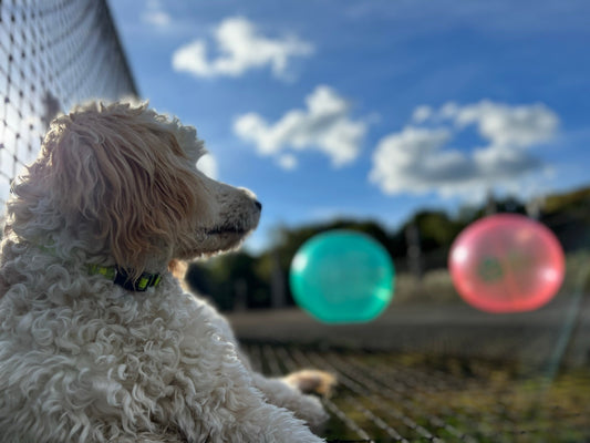 Den perfekte oplevelse for hele familien – også hunden