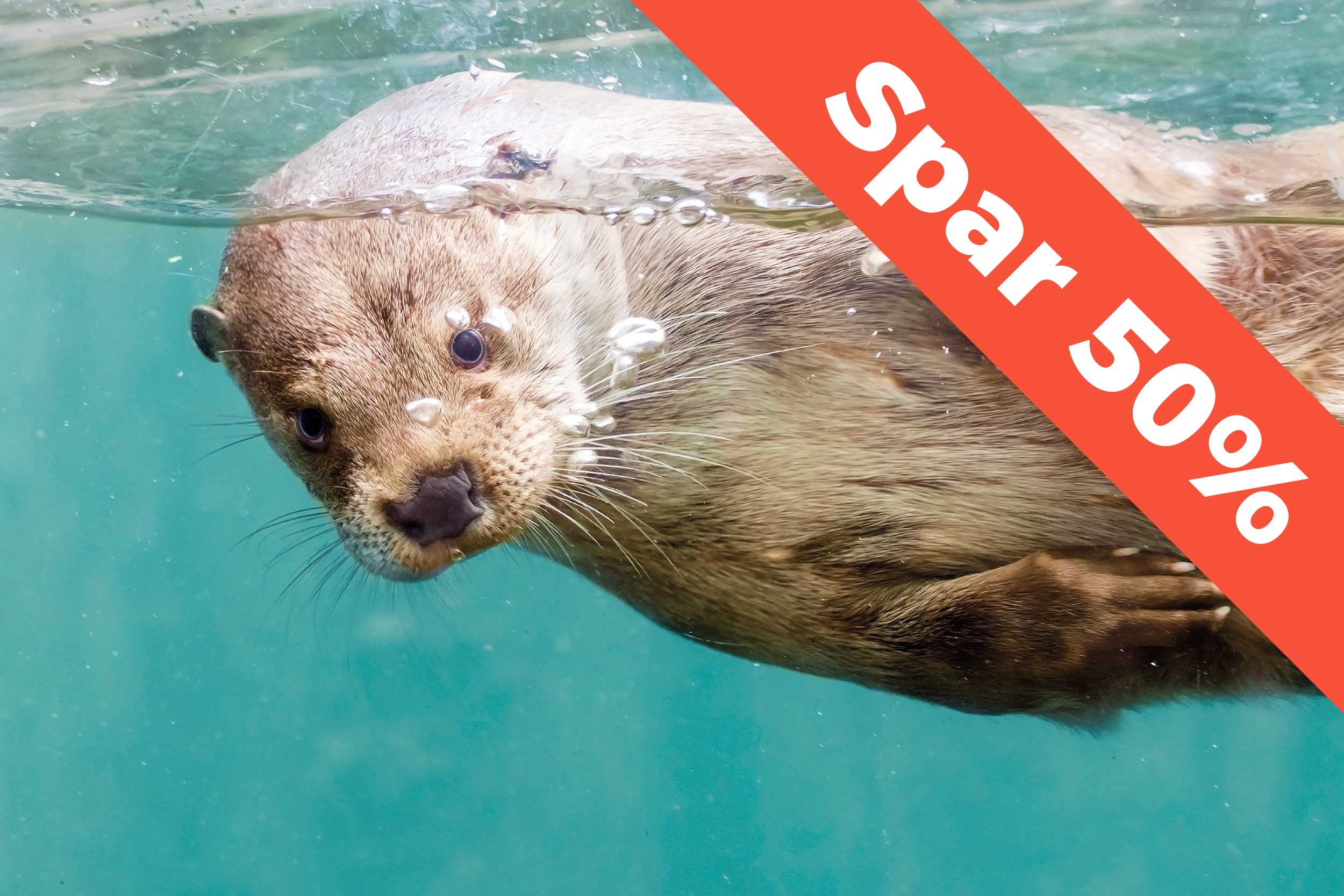 Et dyr i vandet i AQUA Akvarium & Dyrepark.