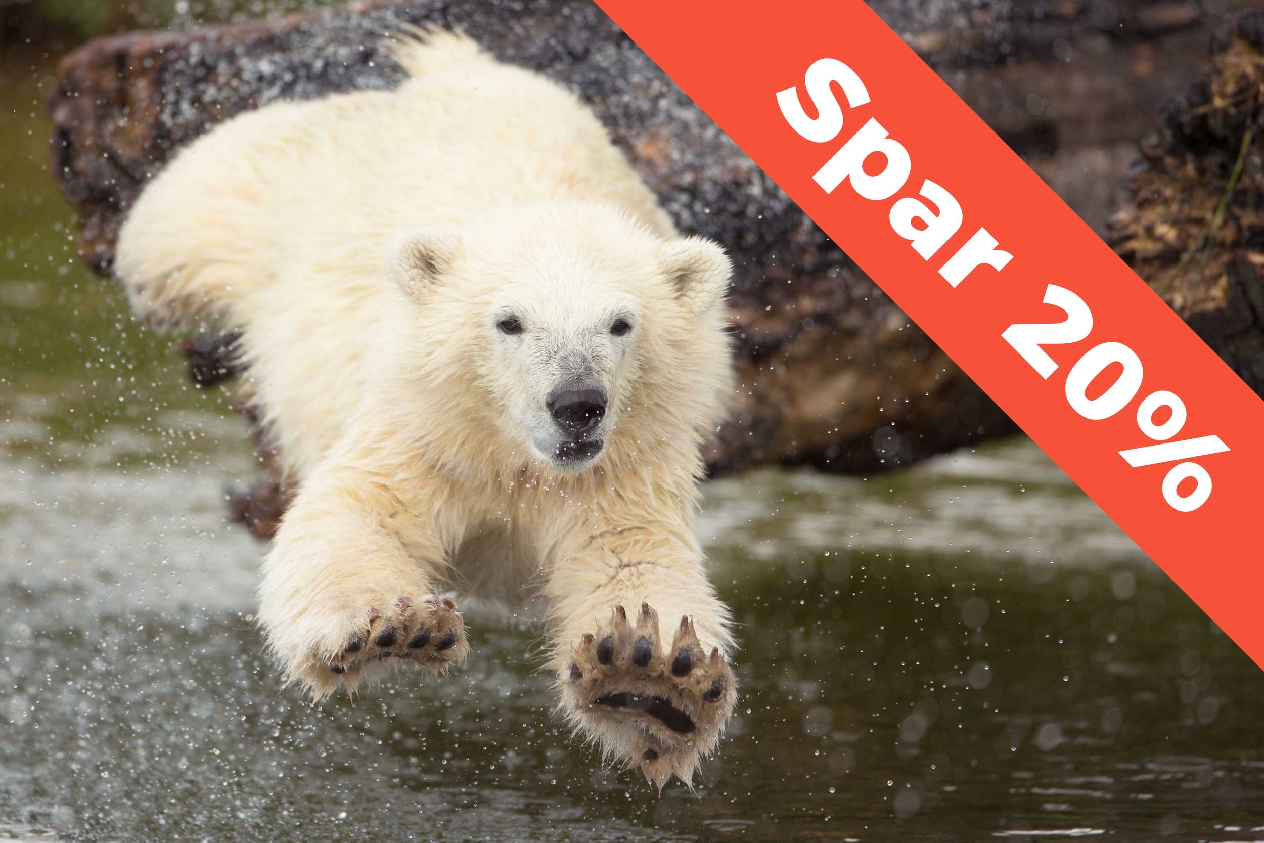 En isbjern svømmer i Skandinavisk Dyrepark.
