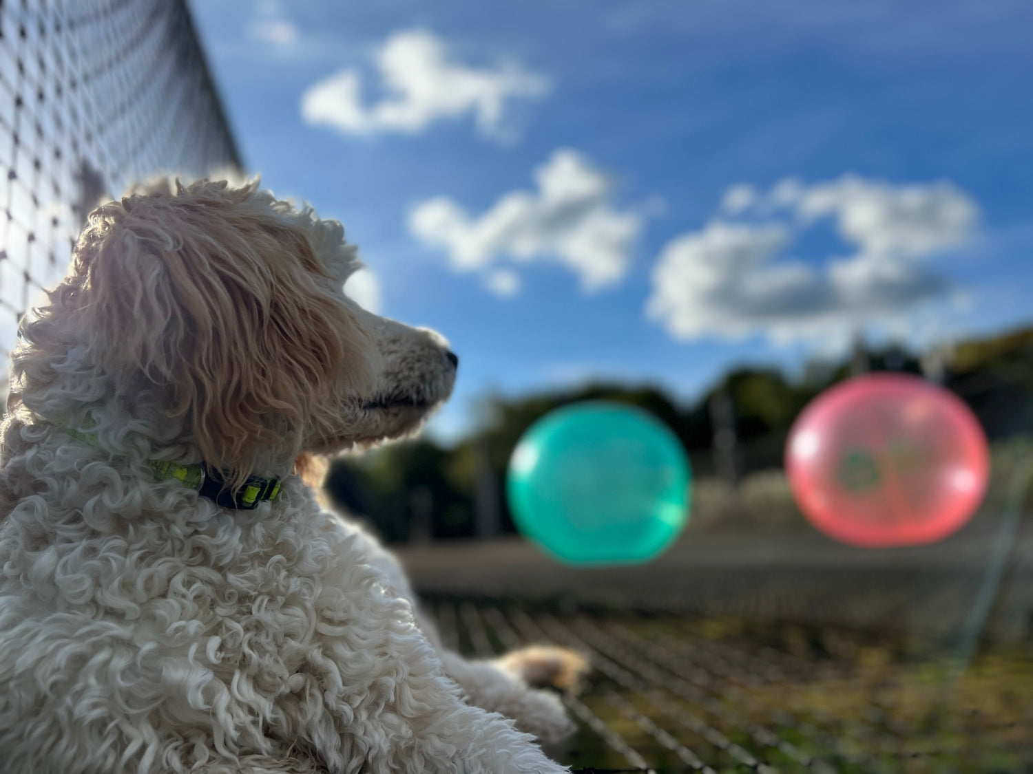 En hund ligger ned i WOW PARK. Der er store bolde i baggrunden.