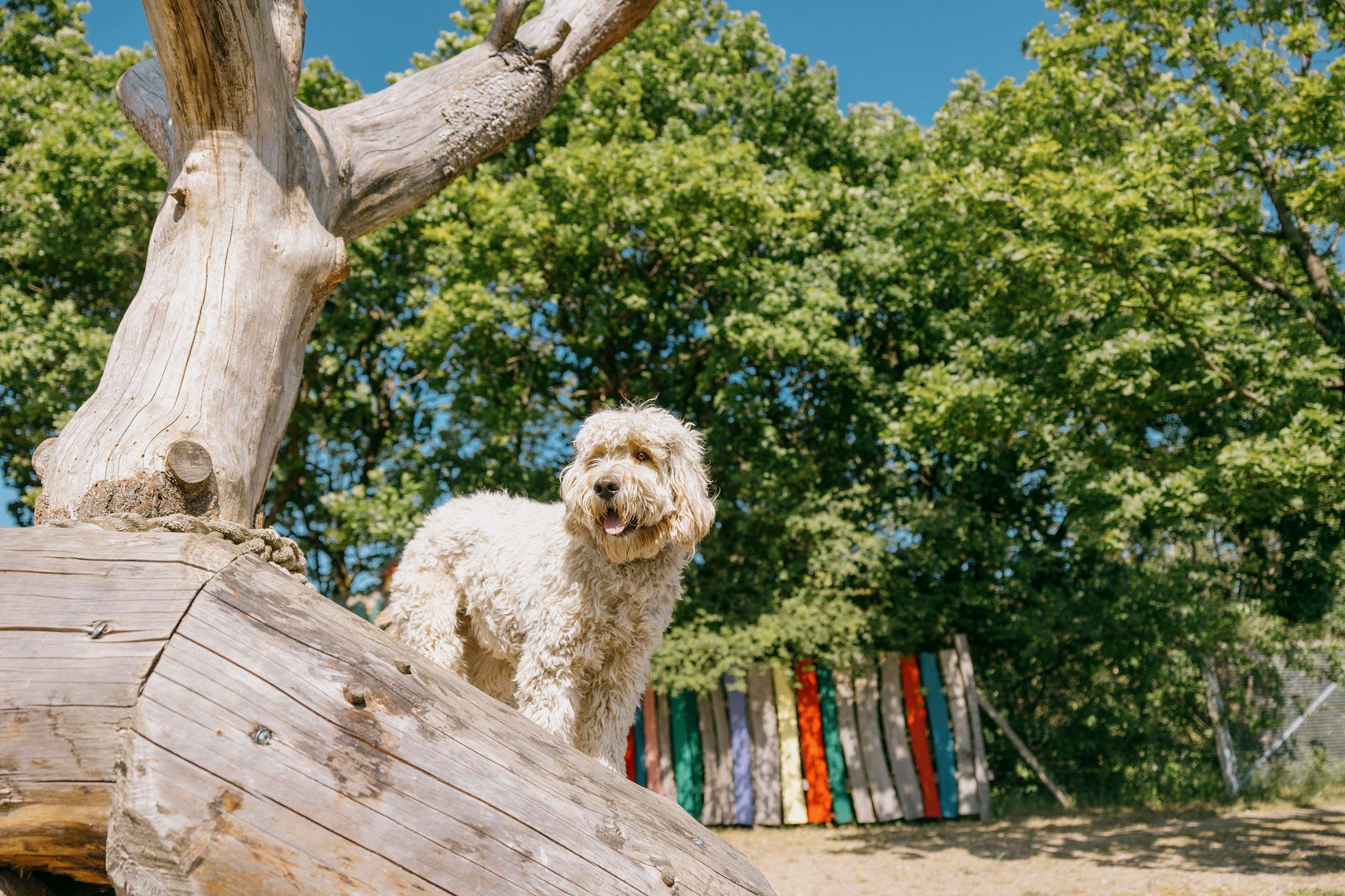 En stor hund står og kigger ved indgangen til WOW PARK.