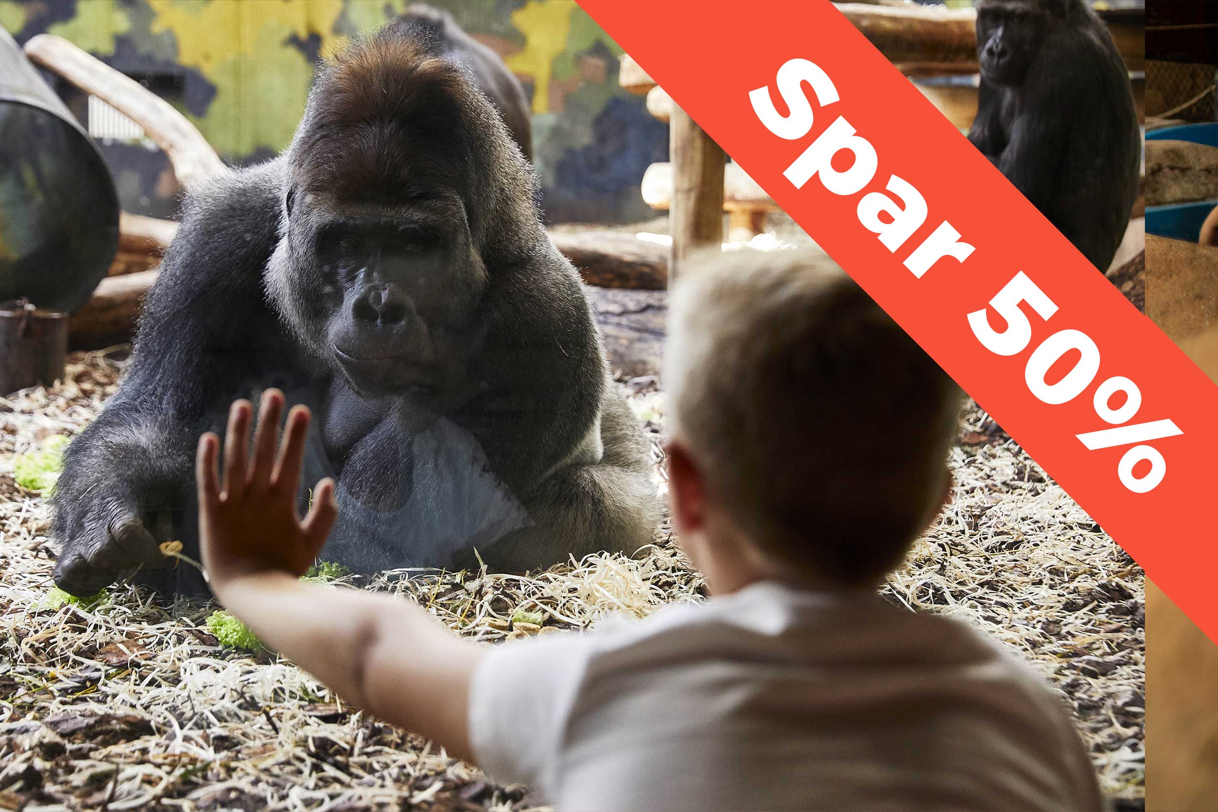 En abe og en dreng i Givskud Zoo Zootopia. 
