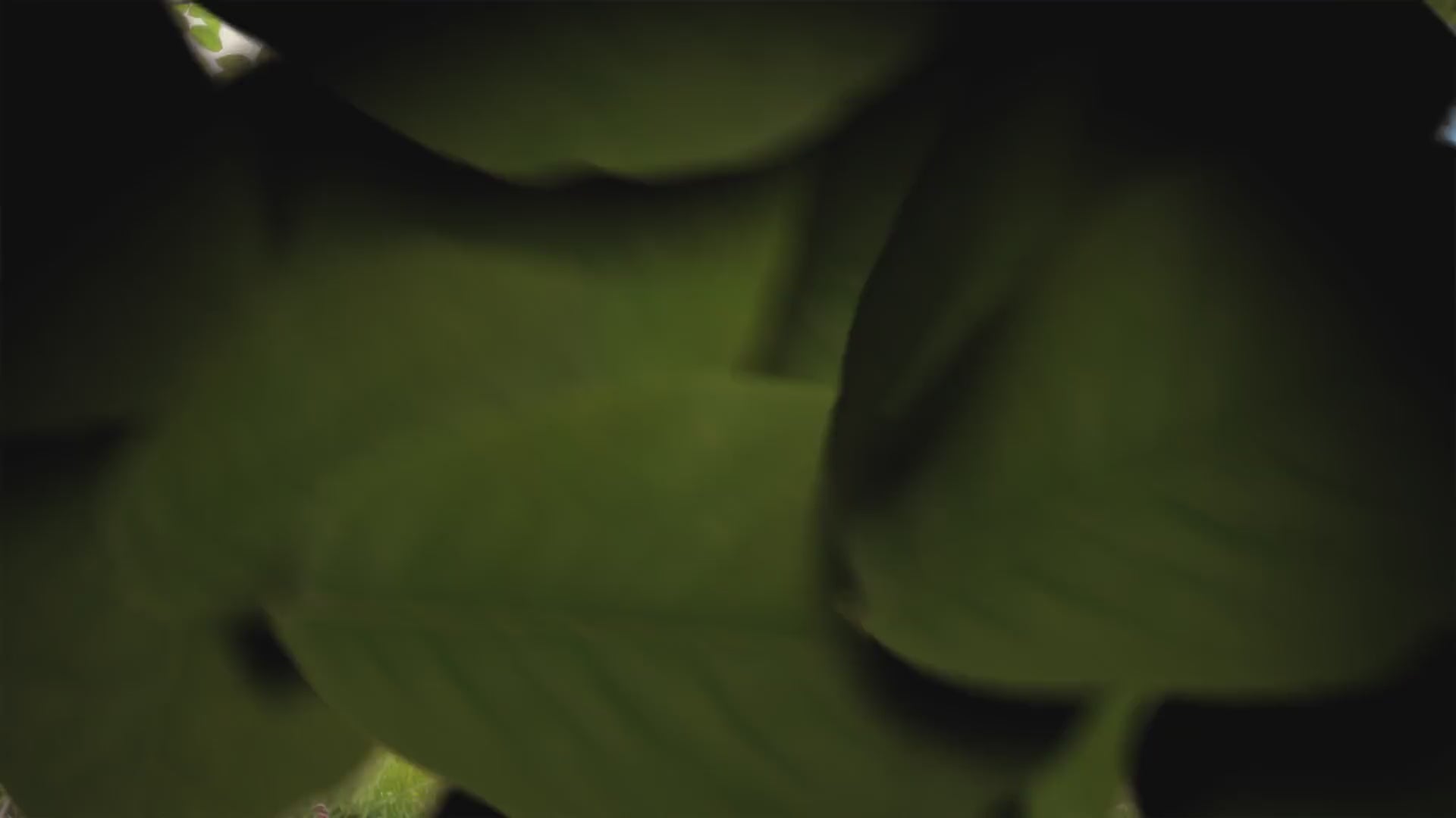 Load video: An animated video of the GIANT.