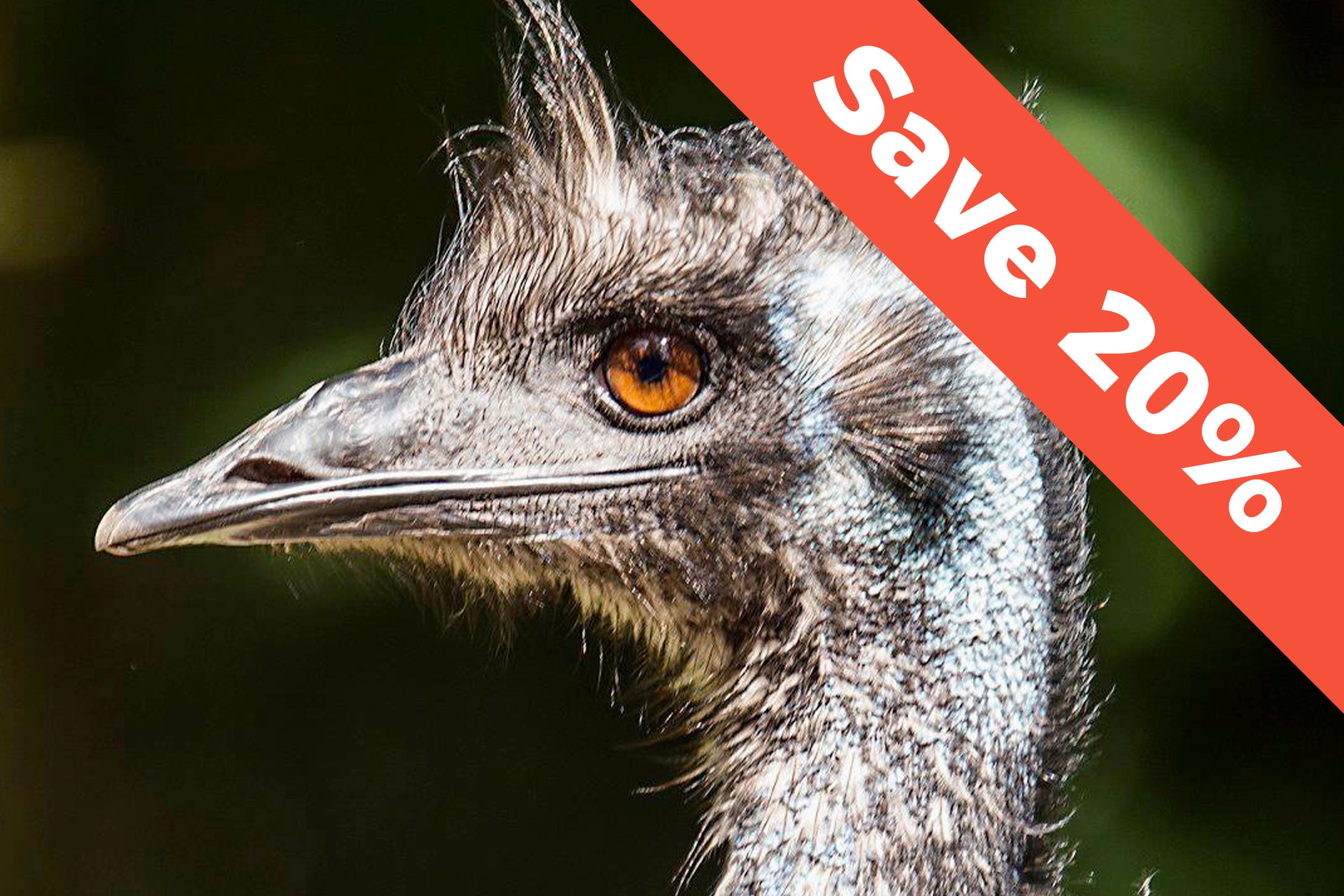 The head of an ostrich in Jyllands Park Zoo.
