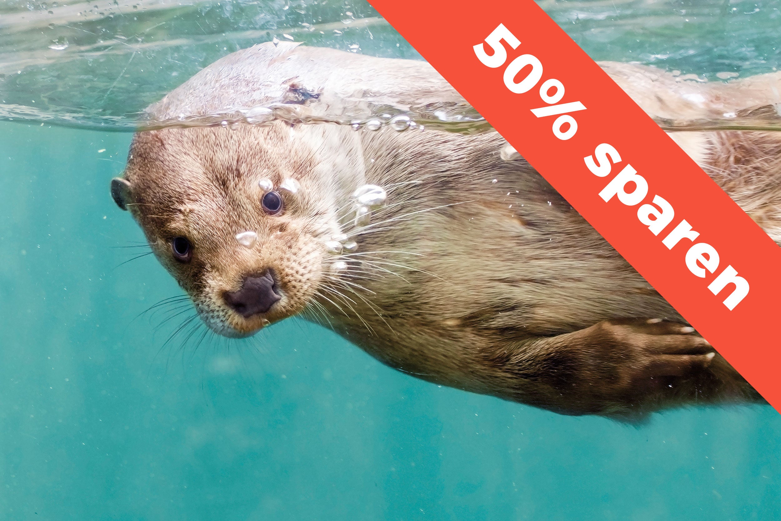 Ein Otter schwimmt im AQUA Aquarium & Tierpark in Silkeborg.