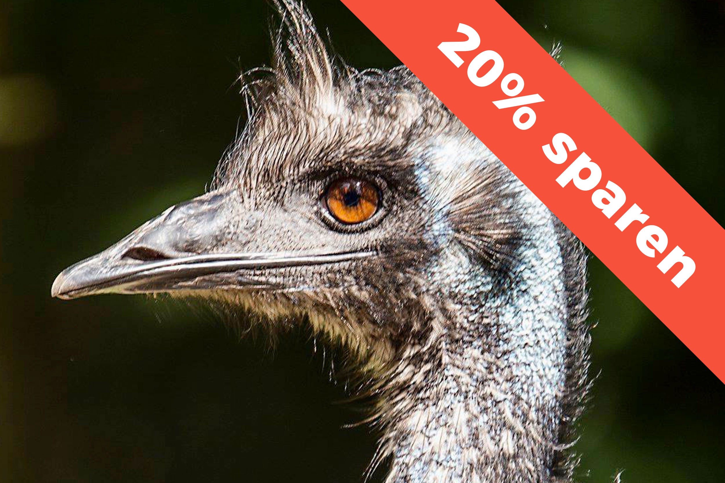 Ein Strauß im Jyllands Park Zoo.